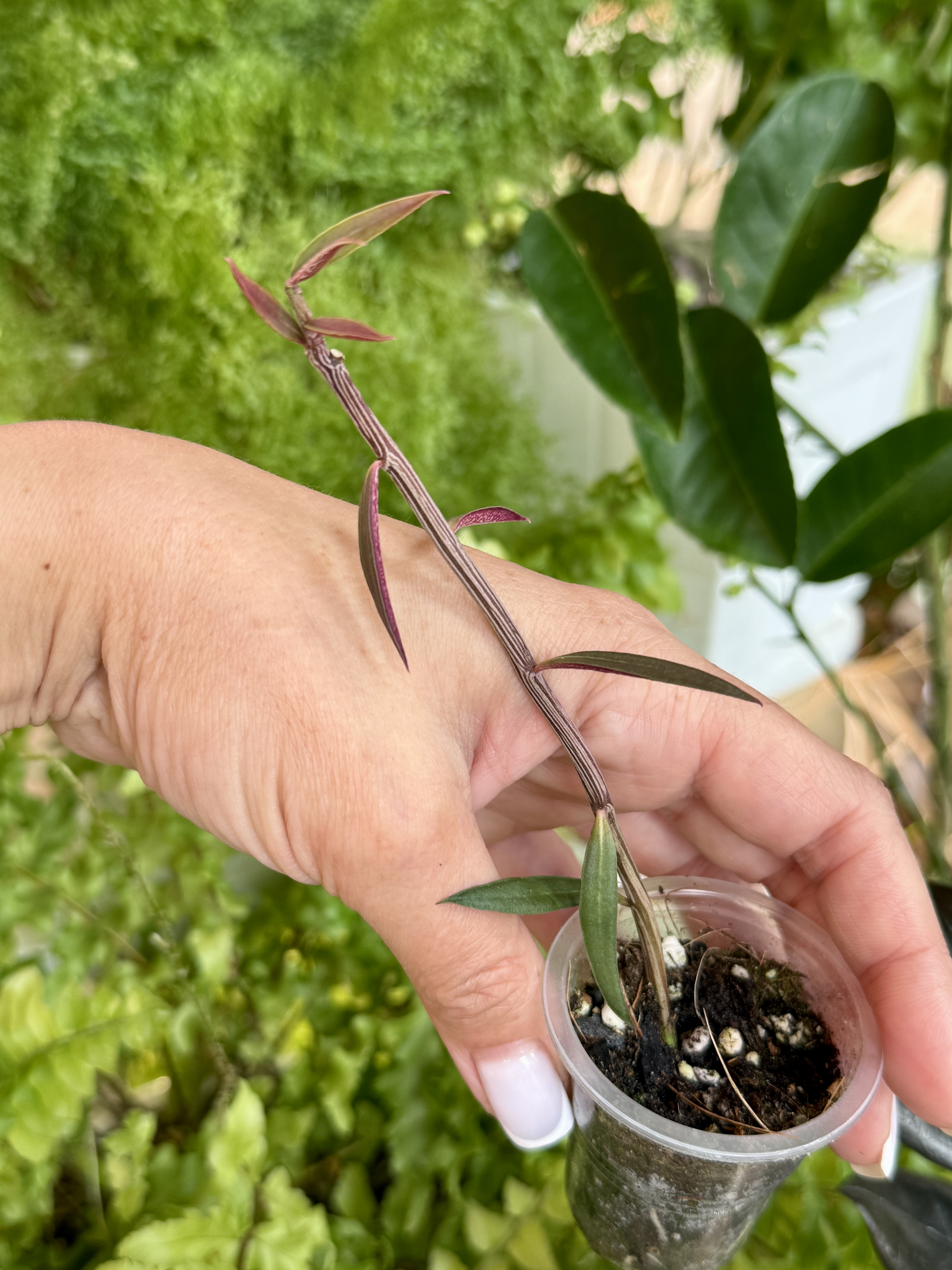 Комнатное растение Монадениум рубеллум