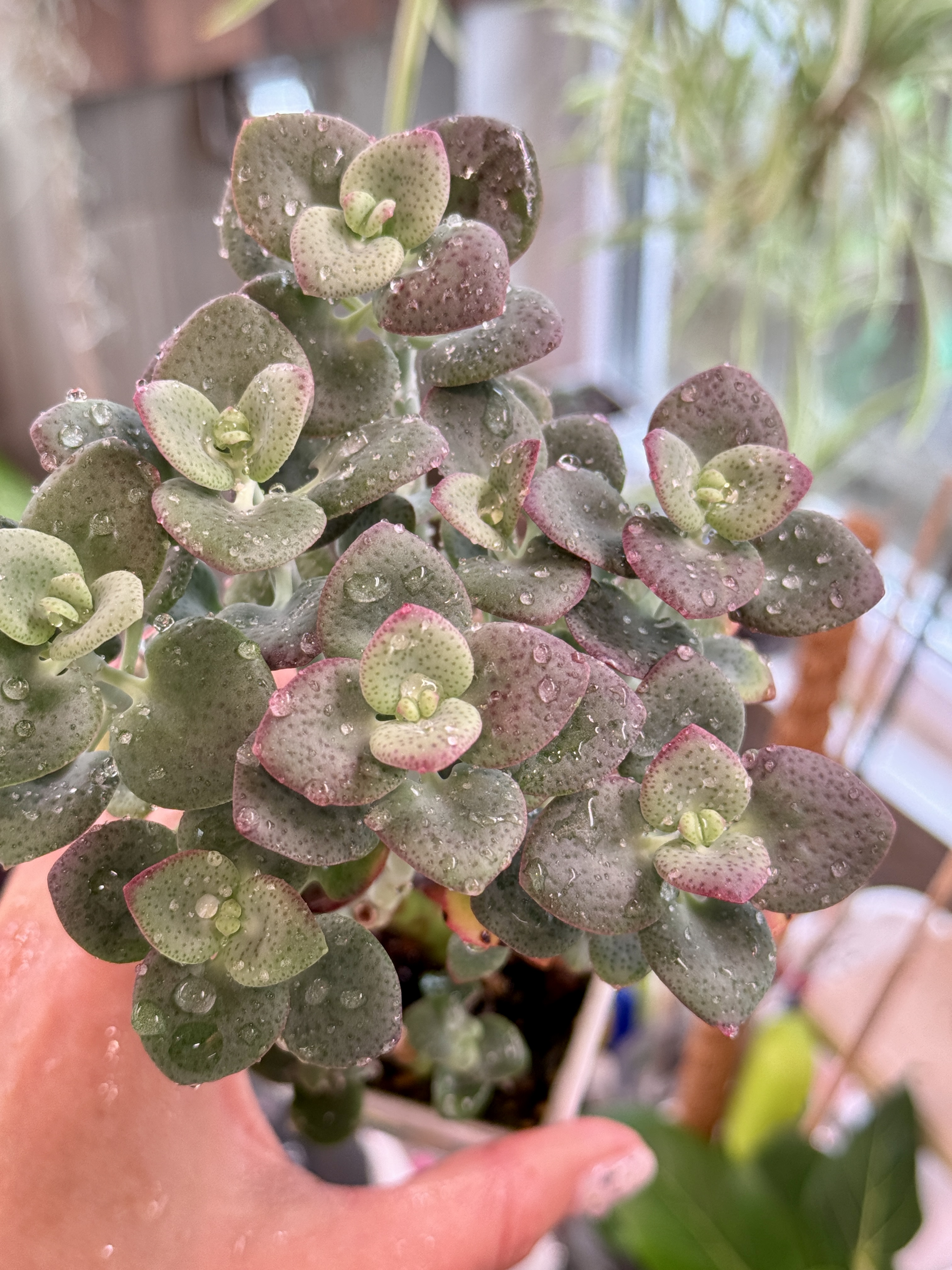 Крассула кордата - миниатюра 3