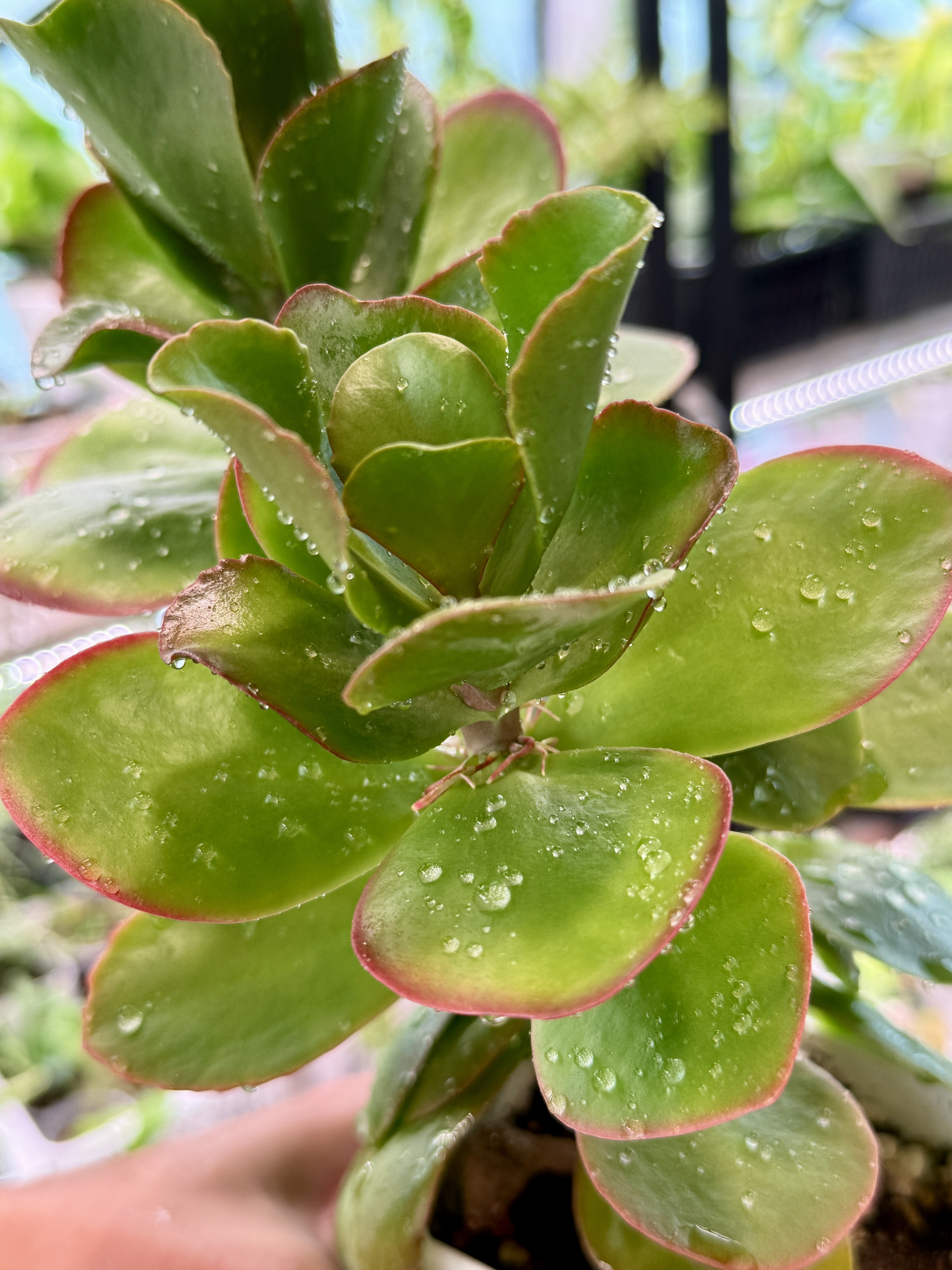 Каланхое Вивьен - миниатюра 2