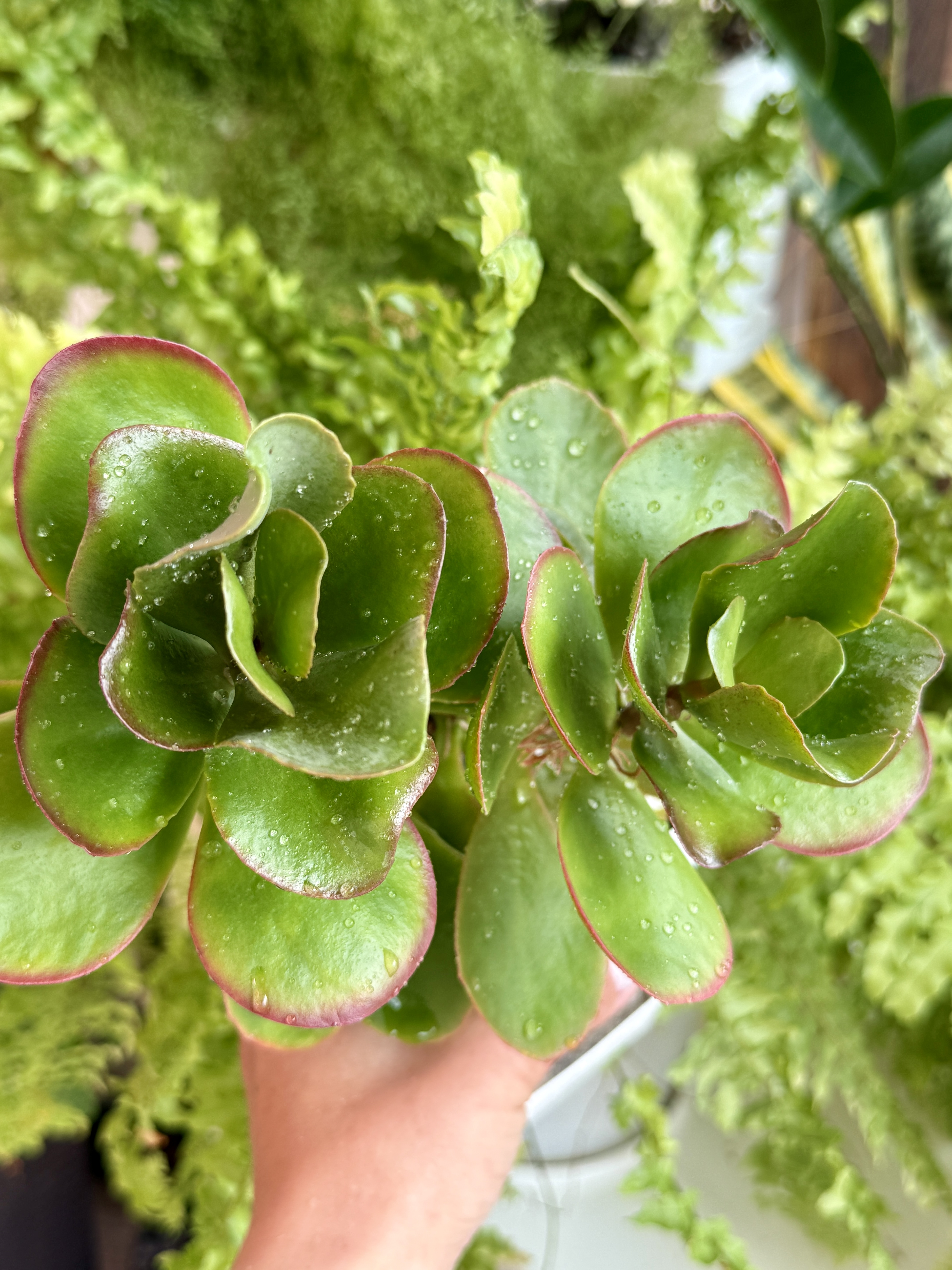 Комнатное растение Каланхое Вивьен