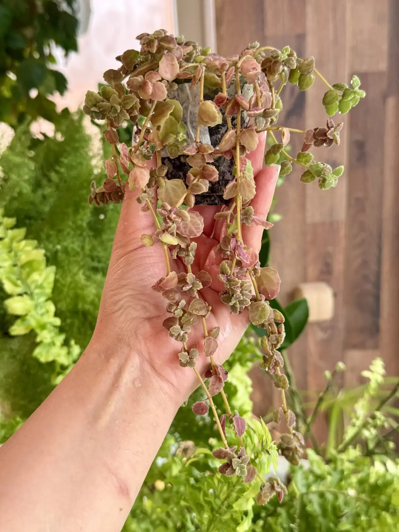 Шпороцветник лежачий - миниатюра 3