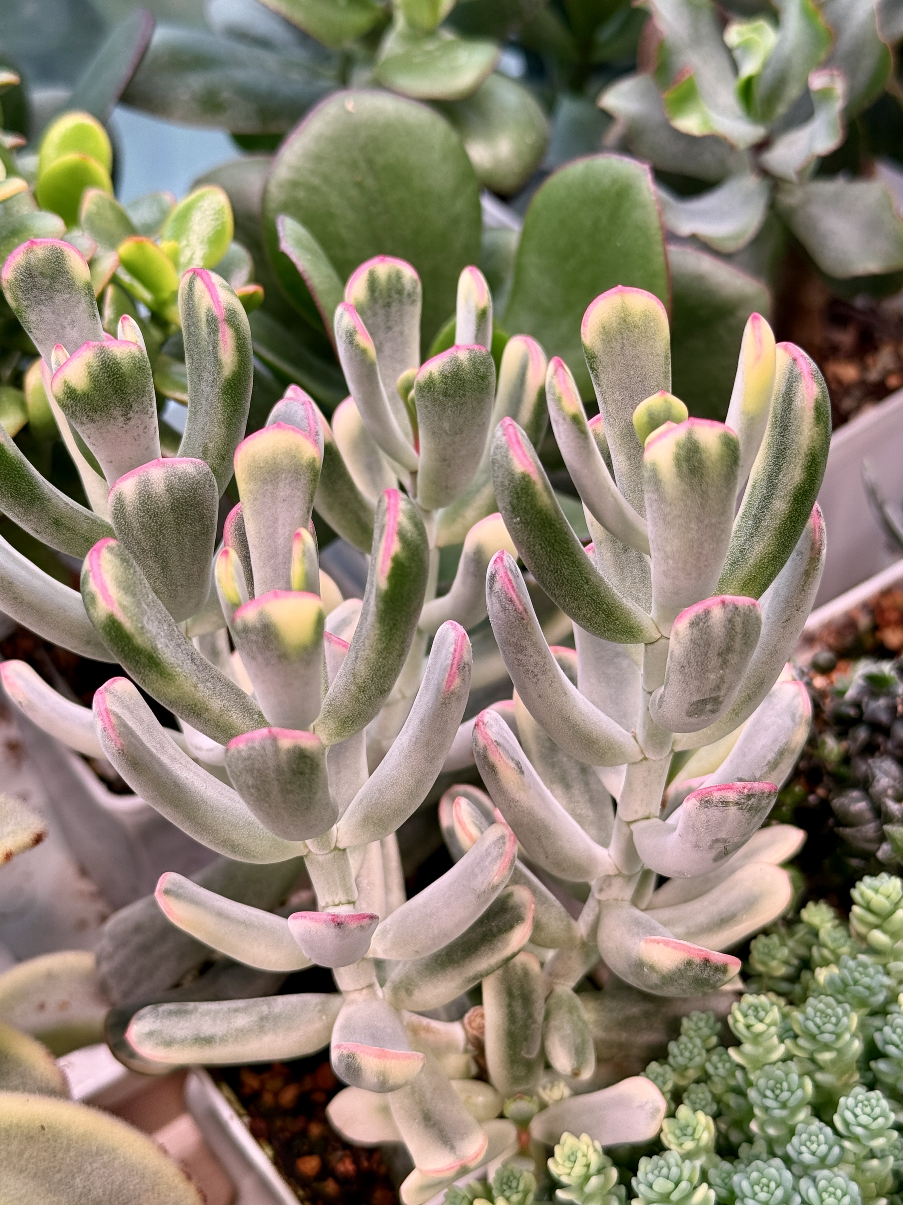 Комнатное растение Котиледон орбикулата вариегата