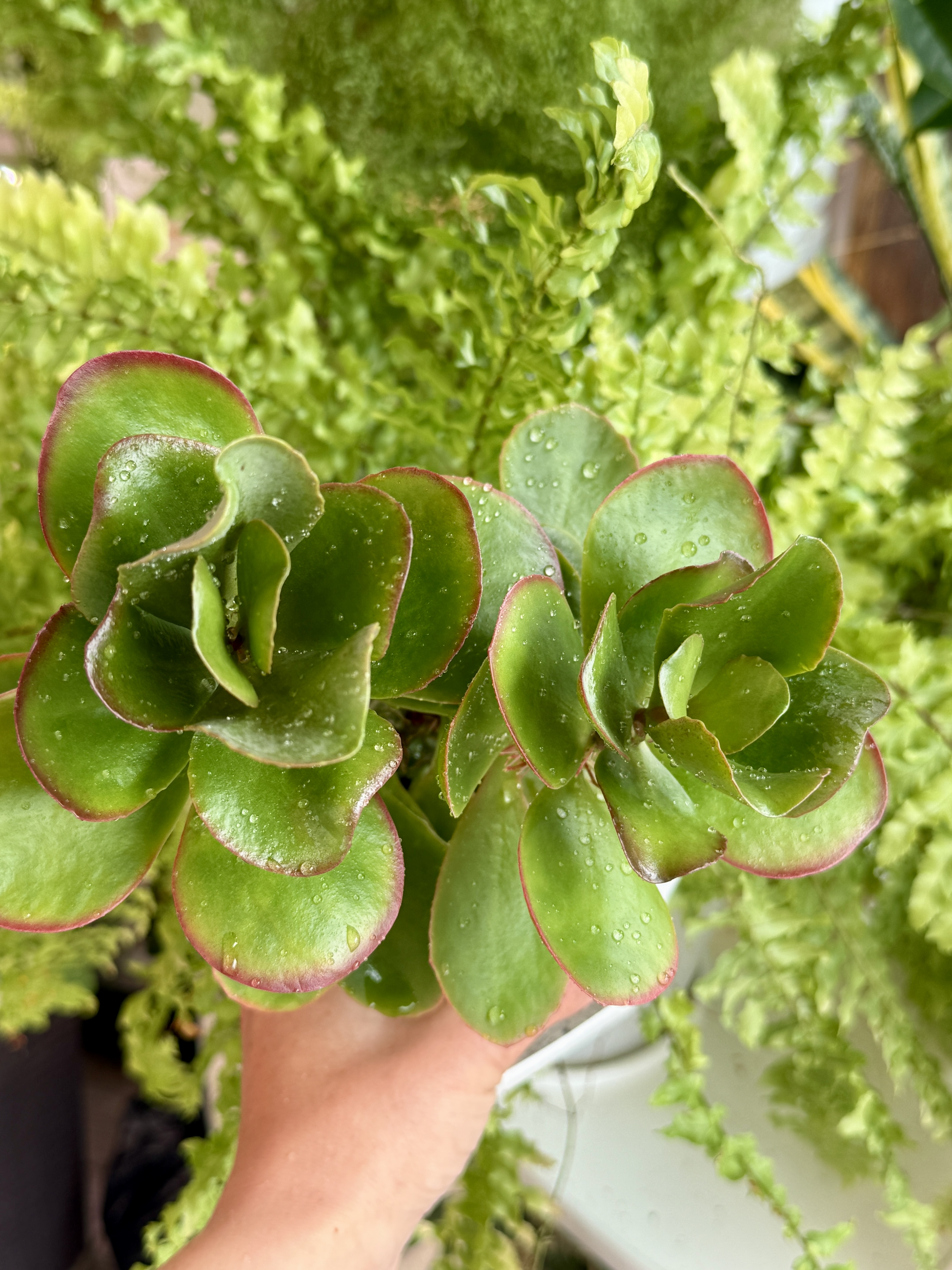 Каланхое Вивьен - миниатюра 3