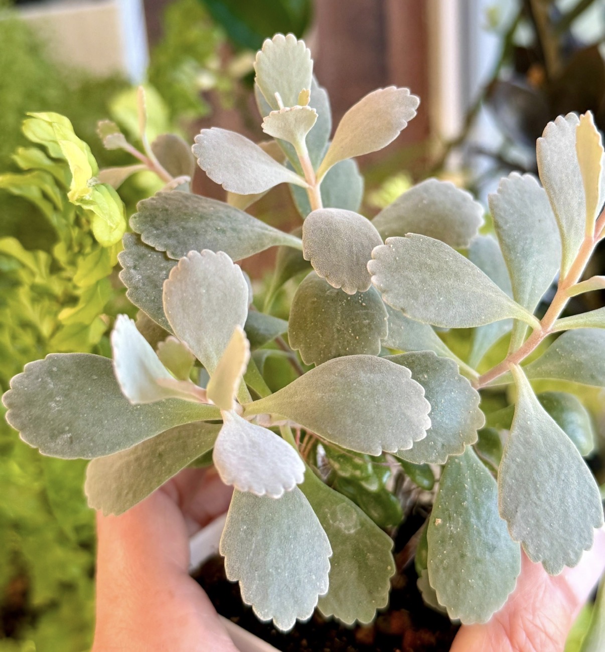 Комнатное растение Каланхое Пимула