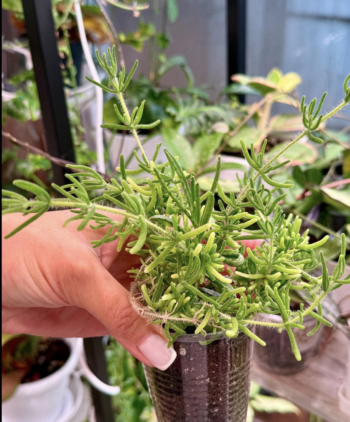 Дрозантемум эбурнеум - миниатюра 5