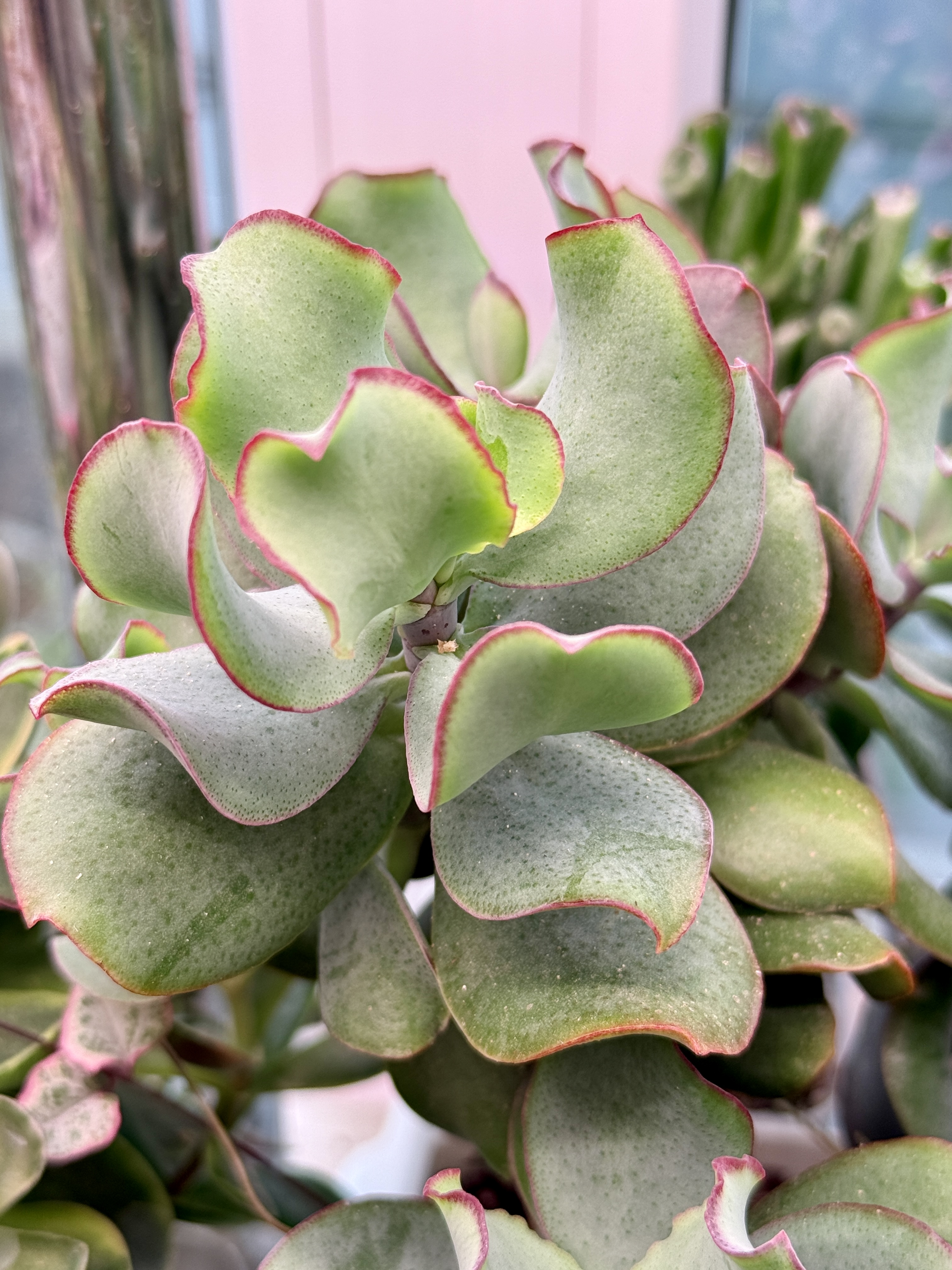 Крассула «Жёлтая Птичка» - миниатюра 2