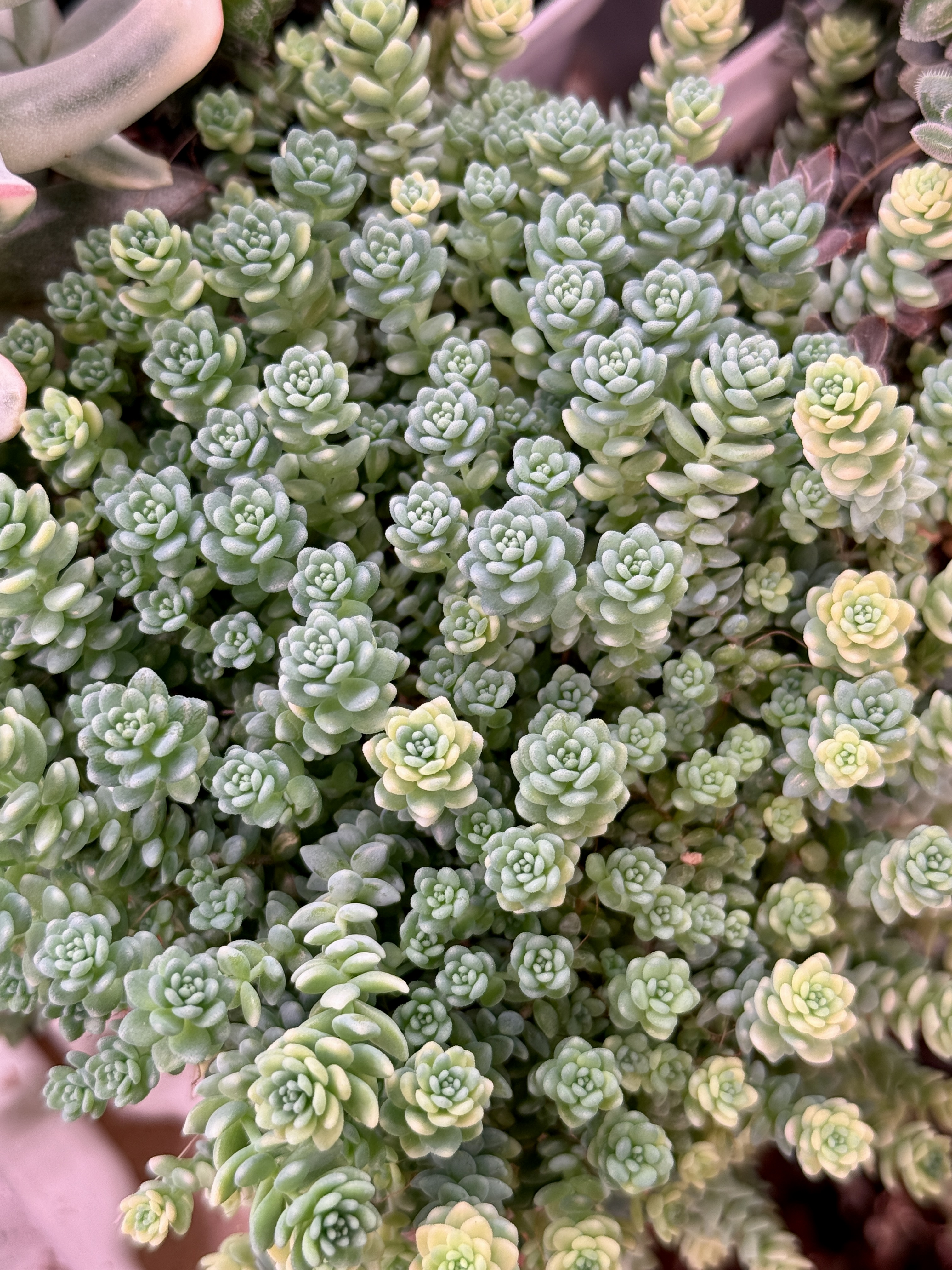 Комнатное растение Седум Дасифиллум Мажор